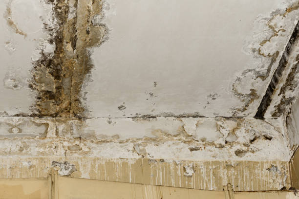 Best Attic Mold Removal  in Rockford, MI