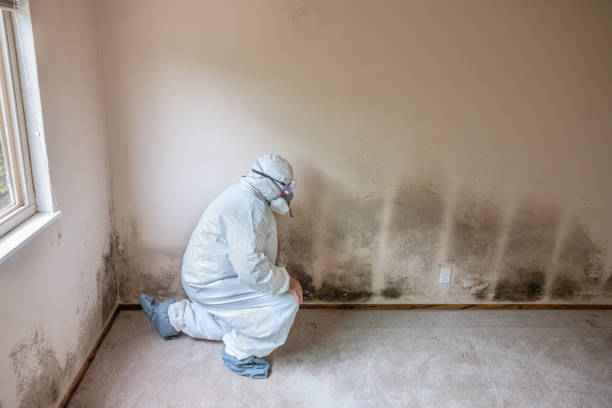 Best Black Mold Removal  in Rockford, MI